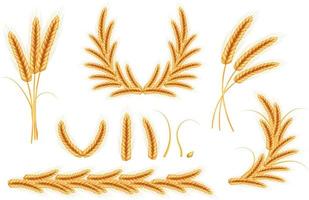 ilustración vectorial de trigo.