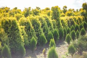 hileras de coníferas jóvenes en invernadero con muchas plantas en plantación foto