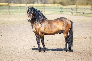 beautiful brown horse with a black mane walks behind the fence photo