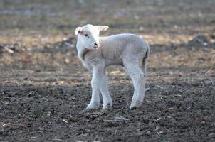 sheeps at winter time photo