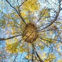 tiny planet transformation of spherical panorama 360 degrees. Spherical abstract aerial view in autumn forest with clumsy branches in gold autumn. Curvature of space. photo