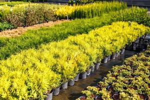 rows of young conifers in greenhouse with a lot of plants on plantation photo