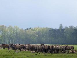 wild horses in germany photo