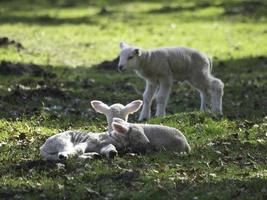 sheeps in westphalia photo