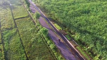 video footage of the rice field plantation section with a drone view above