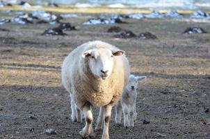 sheeps at winter time photo