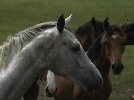 caballos salvajes en un prado en westfalia foto