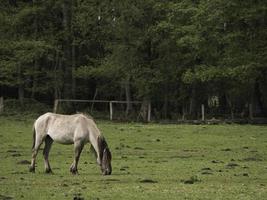 wild foals in germany photo