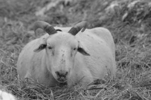 sheeps at winter time photo