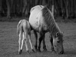 wild horses in westphalia photo