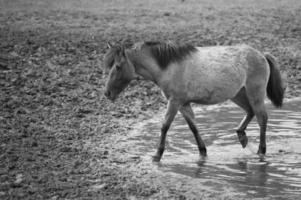 wild horses in germany photo