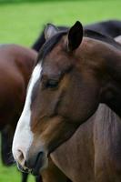 Horses and foals in germany photo