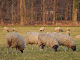 sheeps on a german meadow photo
