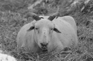 sheeps at winter time photo