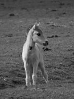 caballos salvajes en un prado en alemania foto