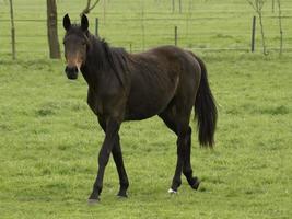 horses on a german meadow photo