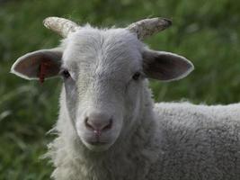 sheeps on a field photo