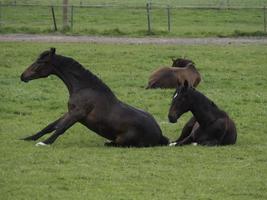 horses and foals photo