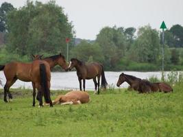 the city of Doesburg in the netherlands photo