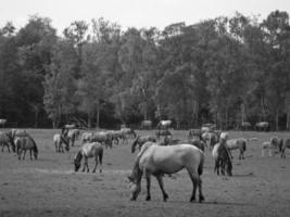 wild horses in westphalia photo