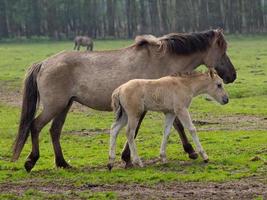 wild horses in germany photo