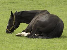 Horses in westphalia photo