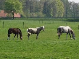 Horses in the german muensterland photo