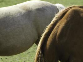 caballos en westfalia foto