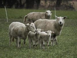 many sheeps in westphalia photo