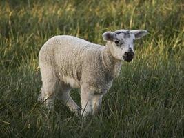 sheeps on a meadow in germany photo