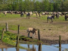 caballos salvajes en westfalia foto