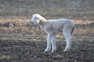 sheeps at winter time photo