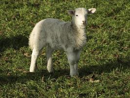 lambs and sheeps in westphalia photo