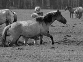 wildl horses in germany photo