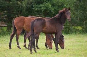 foals and horses in westphalia photo