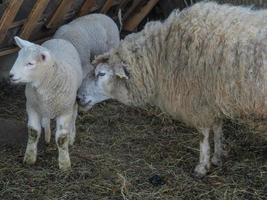 ovejas y corderos foto