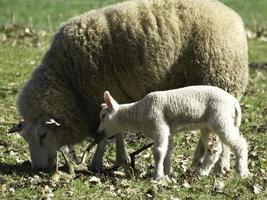 ovejas en un campo en westfalia foto