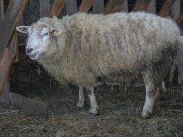 ovejas y corderos foto