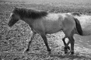 wild horses in germany photo