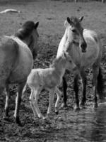 wild horses in germany photo