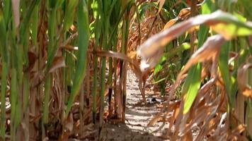 Dry corn field in drought period and extreme heat period shows global warming and climate change with crop shortfall and crop failures causing hunger and inflation as water shortage and arid climate