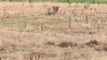 törstig kor på torr landa i torka och extrem värme period brännskador de brun gräs på grund av till vatten brist som värme katastrof för betning djur med Nej regn som fara för bruka djur nötkött nötkreatur video