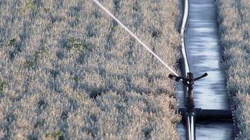 un système d'irrigation agricole est nécessaire en raison de l'été chaud et de la sécheresse causée par le changement climatique menace l'agriculture et l'industrie agricole avec un temps sec et aucune pluie gonfle les prix des cultures récolte video