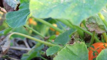 Pumpkin field at thanksgiving in low angle view and side view shows growing pumpkins and ripening squashes for halloween and thanksgiving holidays in fall with organic farming and organic vegetables video