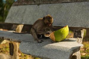 Wild monkey with fruit photo