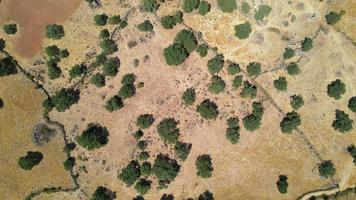 texture et motifs intéressants d'un sol forestier feuillu video