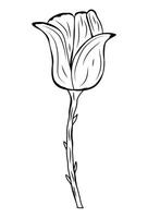 One tulip on a white background with thorns. Flower and plant in hand drawn style. Boho. isolated. Doodle. vector