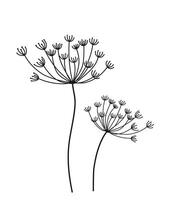 Dill umbrella in hand drawn style. Doodle. isolated. Vector stock illustration. White background.