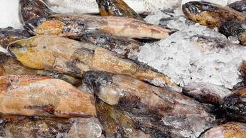 pescado fresco en hielo en el mostrador de la tienda. movimiento de cámara sin prisas. video