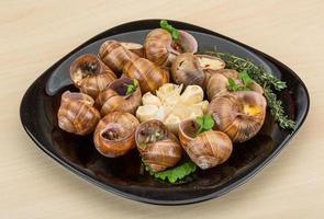 Escargot snails on a plate photo